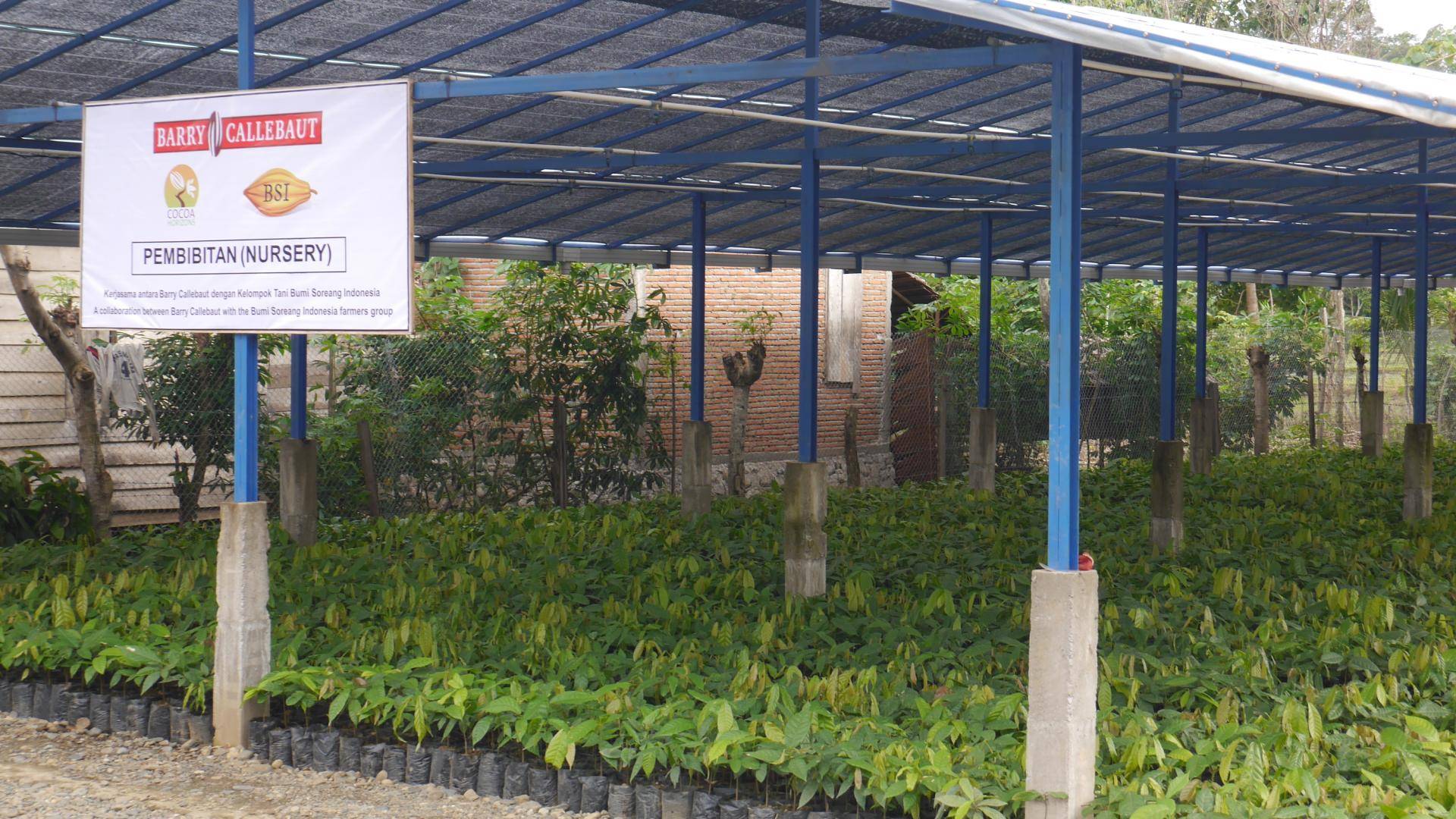 Cocoa nurseries program is expanding in Indonesia 