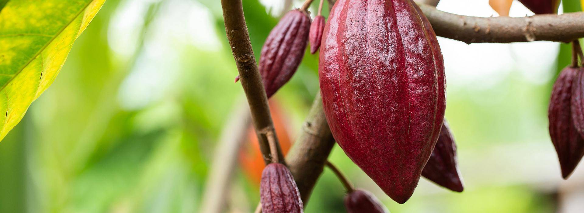 Ruby cocoa pod