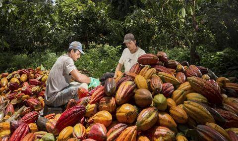 Brazilian farmers
