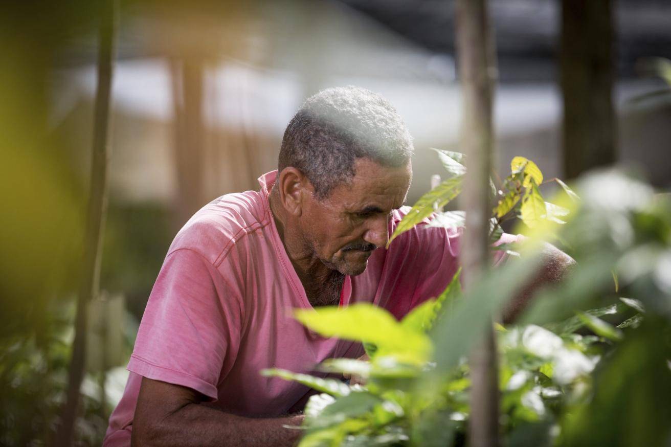 Cocoa cultivation Brazil