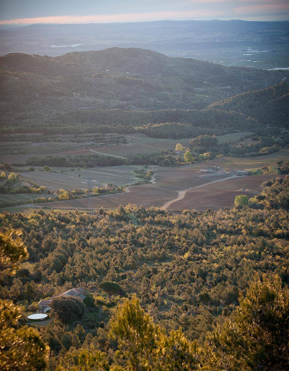 Almond orchards in Spain