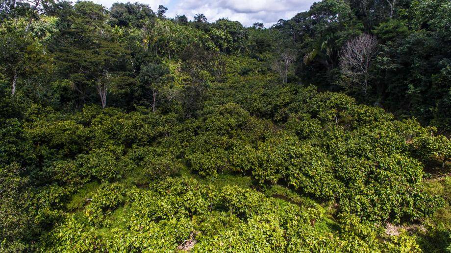 Deforestation risk